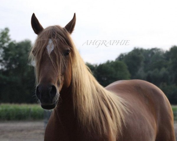 horse Lusy (German Riding Pony, 2010, from Niriak (1,57% ox))