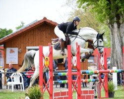 Springpferd Caskena (Deutsches Sportpferd, 2014, von Casskeni II)