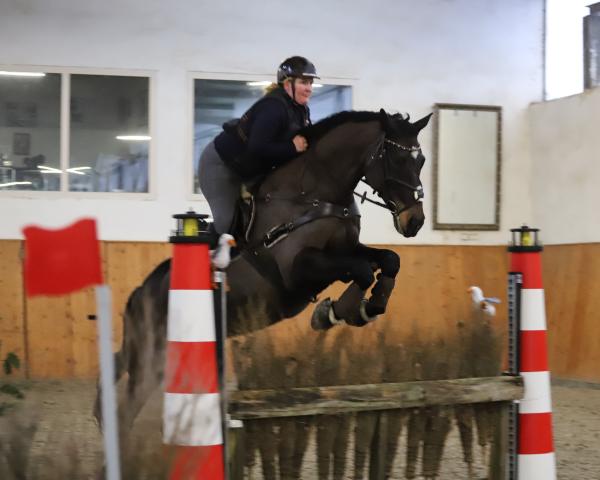 Avlshoppe Beverly 80 (Tysk ridehest, 2009, fra Chico)