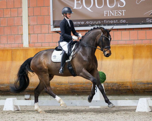 Dressurpferd Diamond Dancer 21 (Oldenburger, 2016, von Diamond Hit) Dressurpferd Diamond Dancer 21 (Oldenburger, 2016, von Diamond Hit)