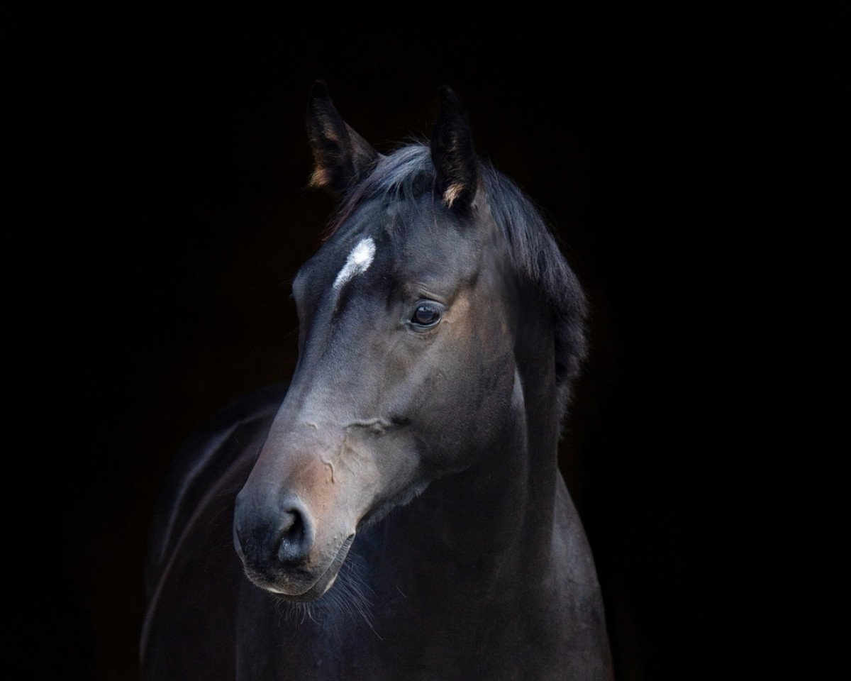 horse Junah (Bavarian, 2016, from Bailando)