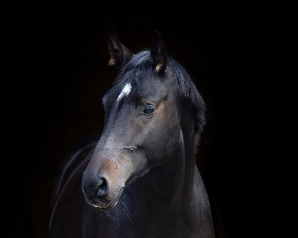 horse Junah (Bavarian, 2016, from Bailando)