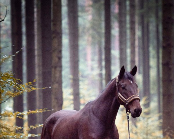 horse Louis 377 (Bavarian, 2012, from Lord Loxley I)