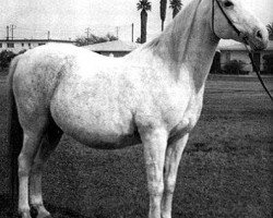 broodmare Bint Sahara 1942 ox (Arabian purebred, 1942, from Farawi 1936 ox)
