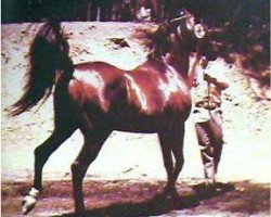 stallion Fadjur ox (Arabian purebred, 1952, from Fadheilan 1942 ox)