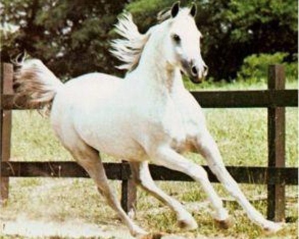 stallion Wazir Ibn Morafic 1971 ox (Arabian purebred, 1971, from Morafic 1956 EAO)