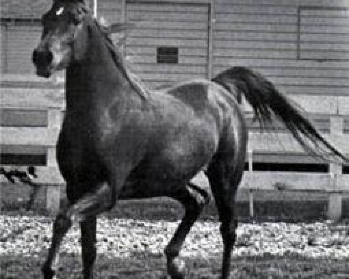 broodmare Dawlat 1961 EAO (Arabian purebred, 1961, from Anter 1946 EAO)