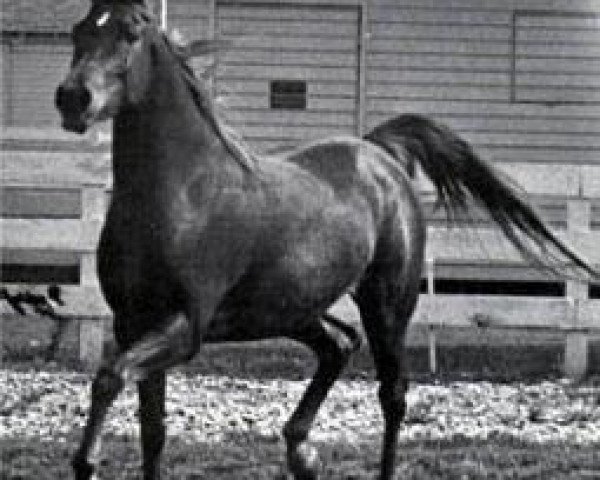 Zuchtstute Dawlat 1961 EAO (Vollblutaraber, 1961, von Anter 1946 EAO) Zuchtstute Dawlat 1961 EAO (Vollblutaraber, 1961, von Anter 1946 EAO)