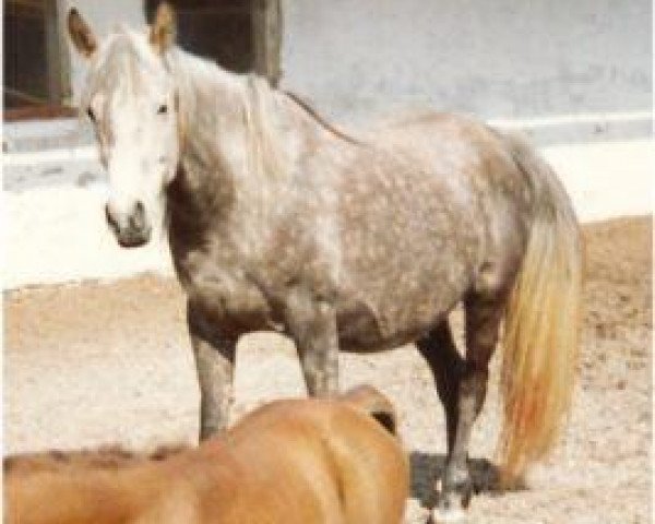 broodmare Ra'Shaka ox (Arabian purebred, 1984, from Ibn Shaker I 1973 ox)