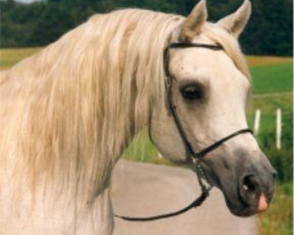 stallion U.P. Mokran 1983 ox (Arabian purebred, 1983, from Messaoud 1979 ox)