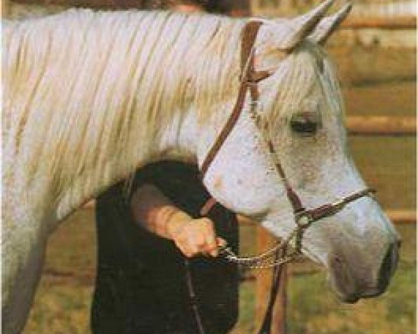 broodmare Maymoonah ox (Arabian purebred, 1971, from Hadban Enzahi 1952 EAO)