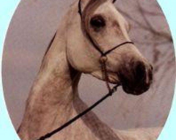 broodmare Mahrousa 1978 ox (Arabian purebred, 1978, from Mehanna 1971 EAO)