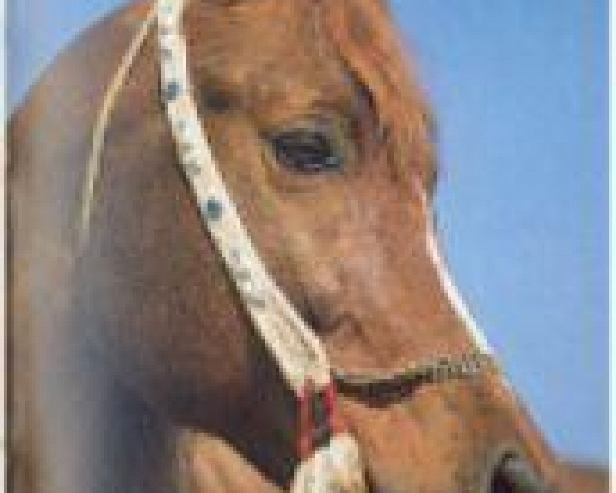 stallion Mehanna 1971 EAO (Arabian purebred, 1971, from Galal 1959 EAO)