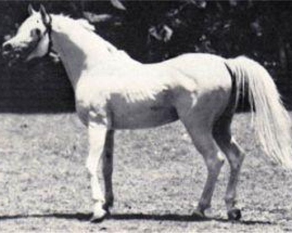horse Hassan 1959 EAO (Arabian purebred, 1959, from Nazeer 1934 RAS)