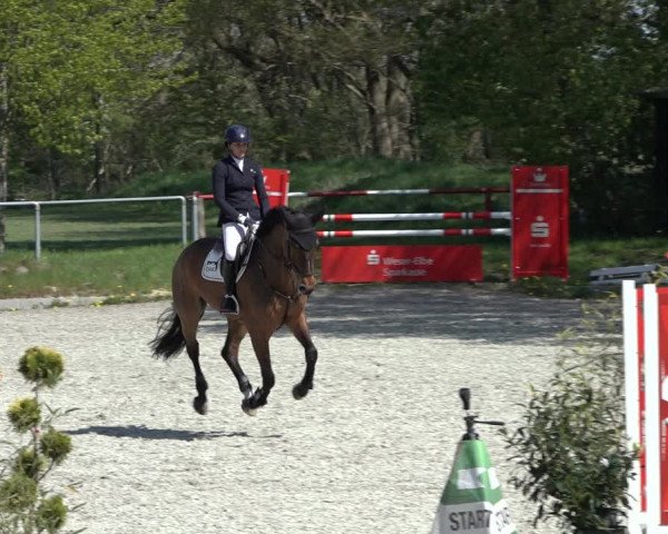 Reitturnier Elmlohe 2022
