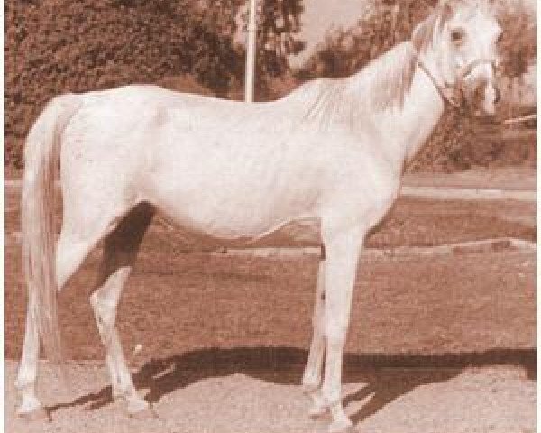 broodmare Hemmat 1952 RAS (Arabian purebred, 1952, from Sid Abouhom 1936 RAS)