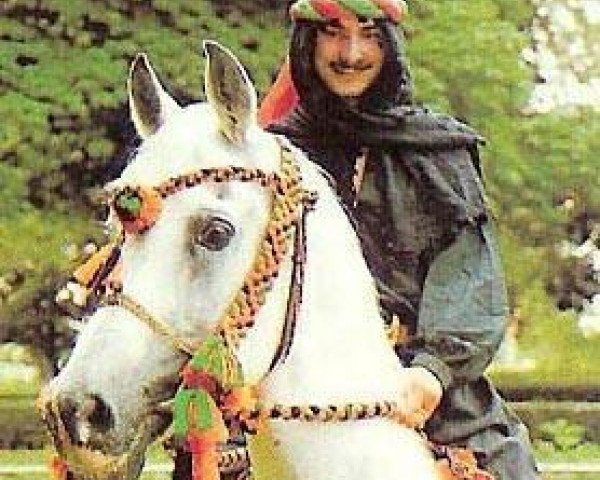 stallion Sarwat 1967 EAO (Arabian purebred, 1967, from Alaa El Din 1956 EAO)