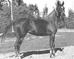 broodmare Bint el Nil 1963 EAO (Arabian purebred, 1963, from Anter 1946 EAO)