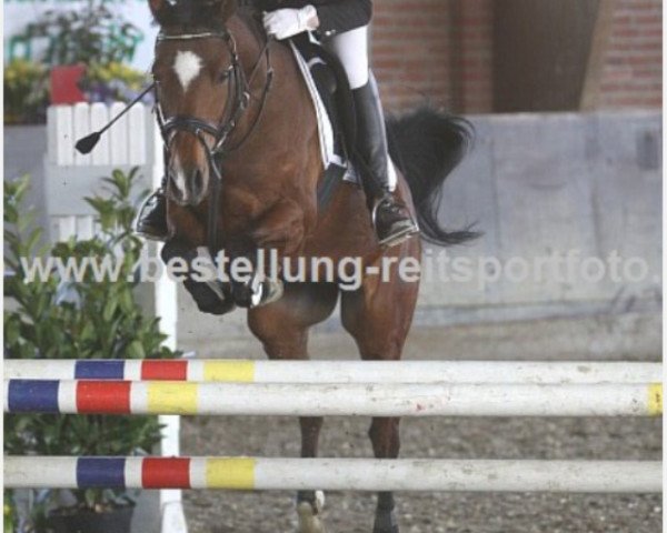 jumper Manolo 68 (German Riding Pony, 2004, from Mentos)