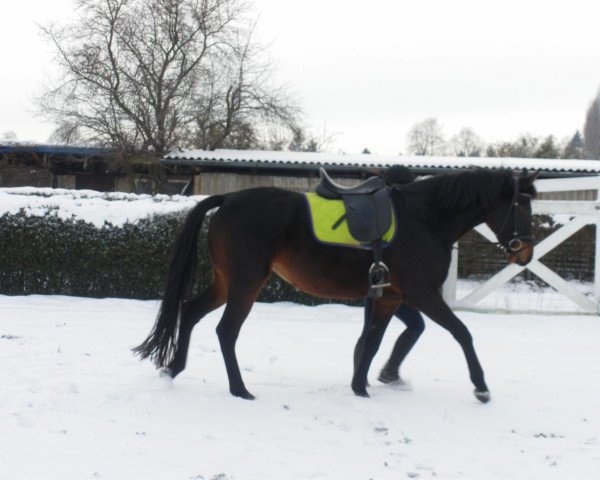 broodmare Accuratesse (Westphalian, 2004, from Rapolino)