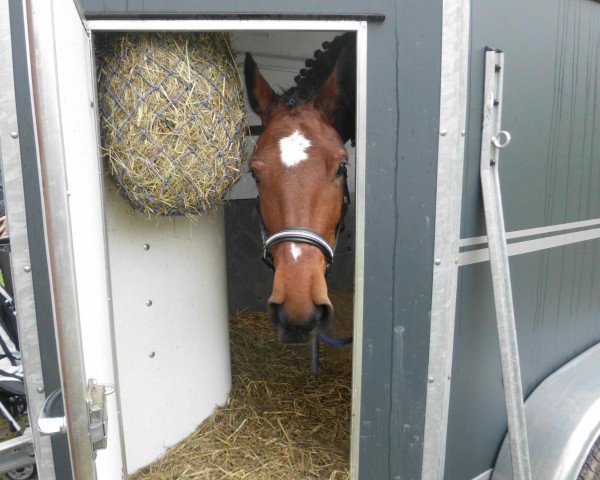 Pferd Dream Dancer Maggi (Oldenburger, 2008, von Danone II)