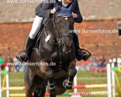 broodmare All right 19 (Thuringia, 1996, from Moravia)
