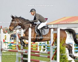 jumper Palmira (Mecklenburg, 2001, from Prinz Oldenburg)
