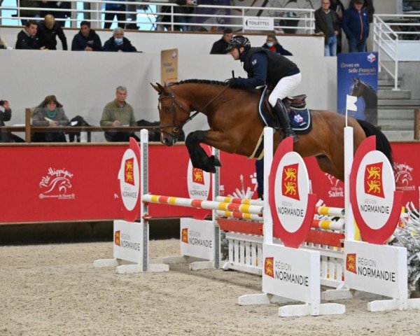stallion Ideal D'Elle (Selle Français, 2018, from Cicave du Talus)