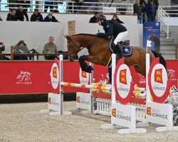 stallion Ideal D'Elle (Selle Français, 2018, from Cicave du Talus)