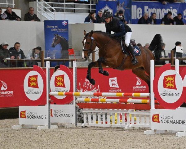 stallion Il Vit D'Amour (Selle Français, 2018, from Comme il Faut)