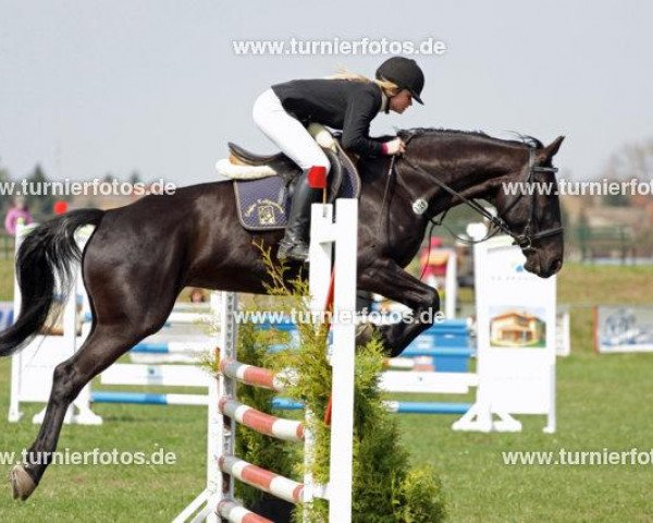 jumper Princess WS (German Sport Horse, 2003, from Preussenulan)