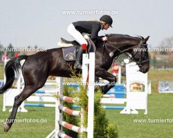 Springpferd Princess WS (Deutsches Sportpferd, 2003, von Preussenulan)