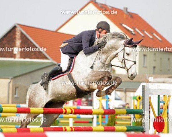 Springpferd Cellistana (Deutsches Sportpferd, 2006, von Cellestial) Springpferd Cellistana (Deutsches Sportpferd, 2006, von Cellestial)