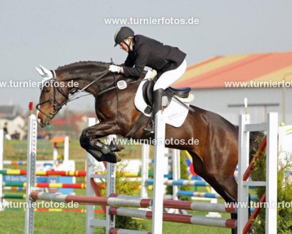 jumper Girly 16 (Oldenburg, 2005, from Royaldik)