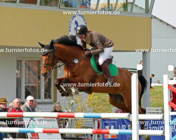 jumper As di Berlin (Hanoverian, 2003, from As di Villagana)
