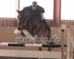 Springpferd L'amour 103 (Hannoveraner, 2000, von Landclassic)