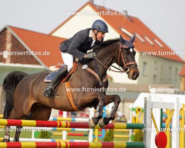 jumper Cozitano 2 (Brandenburg, 2002, from Carismo II 123 FIN)