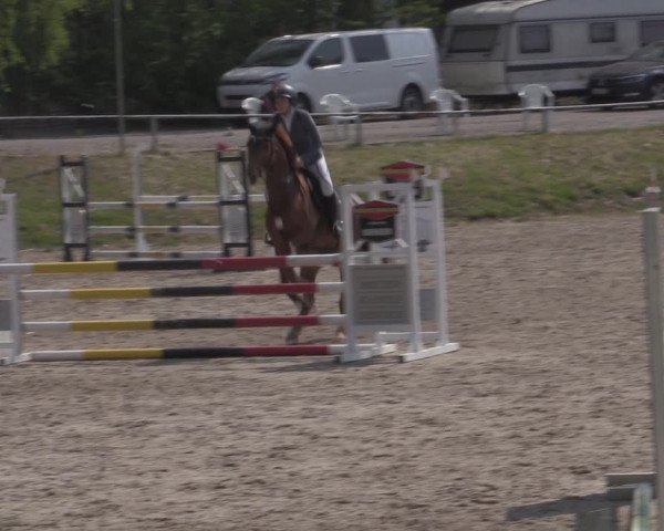 Reitturnier Lgl.-Oberhain, B95 2022