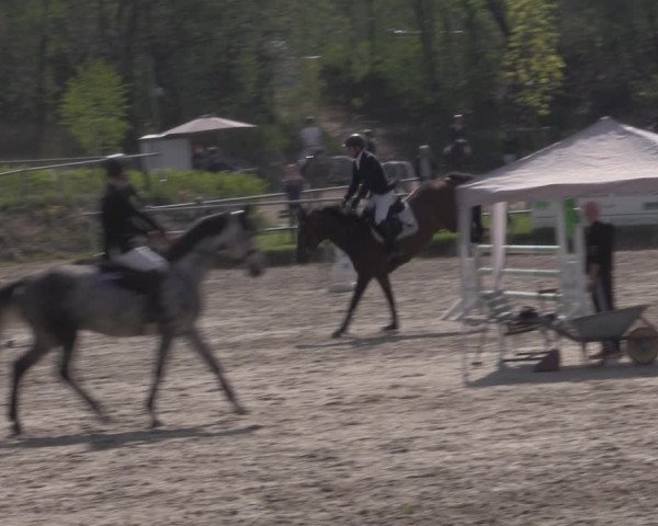 Reitturnier Lgl.-Oberhain, B95 2022