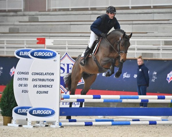stallion Indien de Riverland (Selle Français, 2018, from Montender) stallion Indien de Riverland (Selle Français, 2018, from Montender)