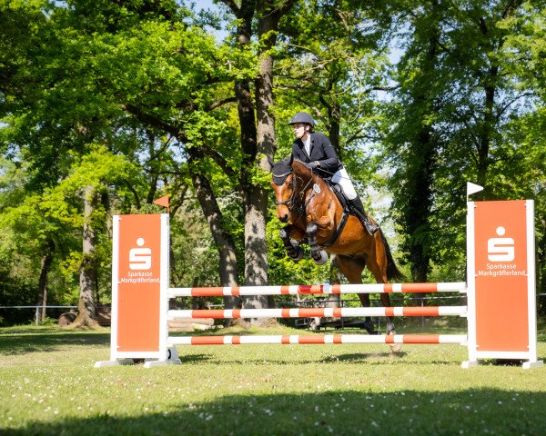 Springpferd Lord`s Lucky S (Württemberger, 2013, von Lord Leopold 7)
