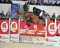 stallion Inedit du Moulin (Selle Français, 2018, from Corrado du Moulin)