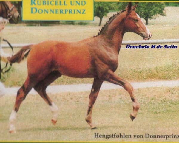 dressage horse Donizetti 34 (Württemberger, 2000, from Donnerprinz)