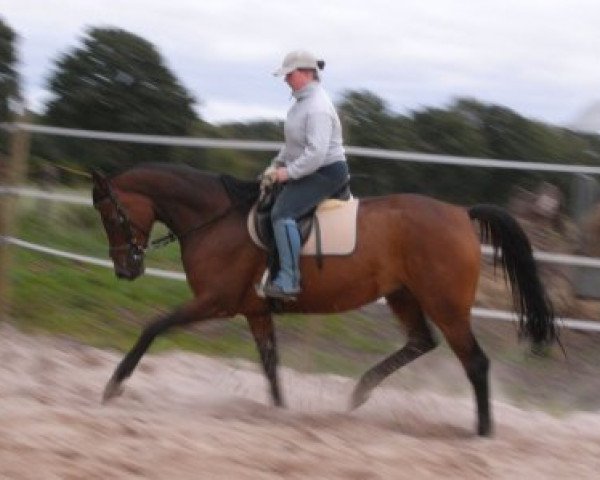 dressage horse Ras al Gethi M de Satin (Württemberger, 2004, from Royaldik)
