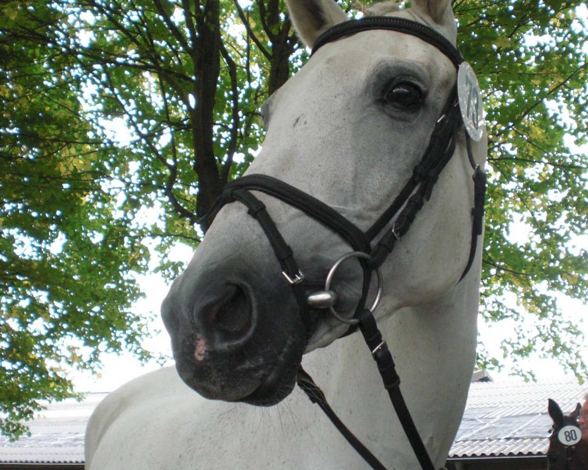 Égua reprodutora Levade III (Trakehner, 1996, de Polarpunkt)