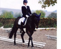 Dressurpferd Miss Bayern (Bayer, 2004, von Donnerzauber)
