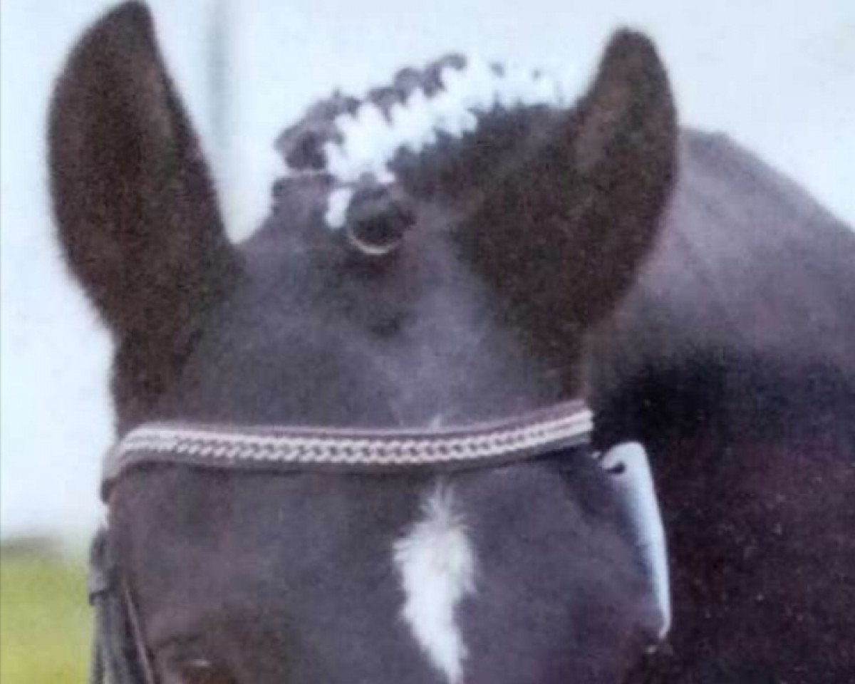 broodmare Madehnite ben Mors (German Riding Pony, 1995, from Galdos ben Mors 1977 ox)