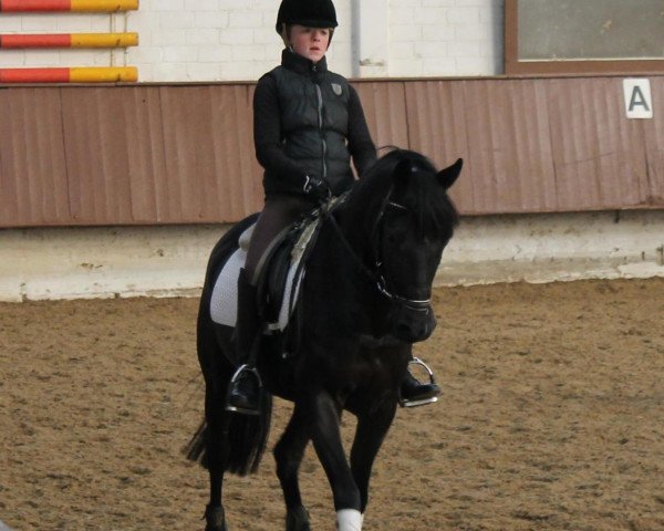 broodmare La Toya F (German Riding Pony, 2001, from Lateran)