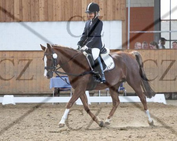 broodmare Viola (German Riding Pony, 1995, from Vagabund)