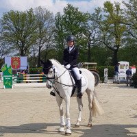 jumper Cayenne 260 (Spanish Sport Horse, 2006, from Challenger)